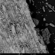 Imagen de microscopio electrónico de barrido de una muestra de una cueva, que muestra espinas y estomas.
